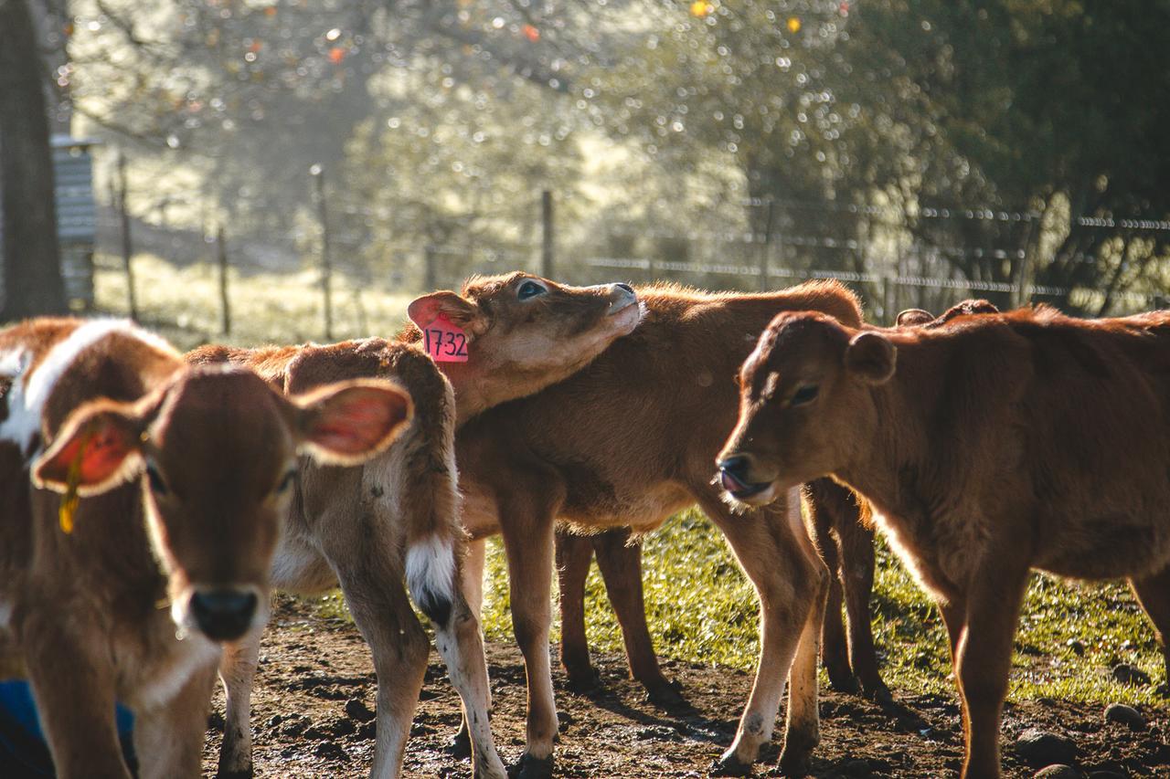 Вилла Appelsbosch Guest Farm Свеллендам Экстерьер фото